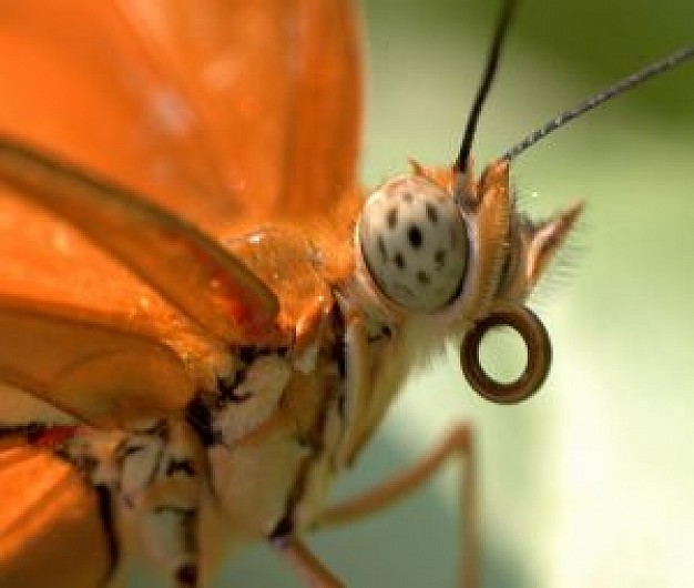 orange butterfly macro close-up feature