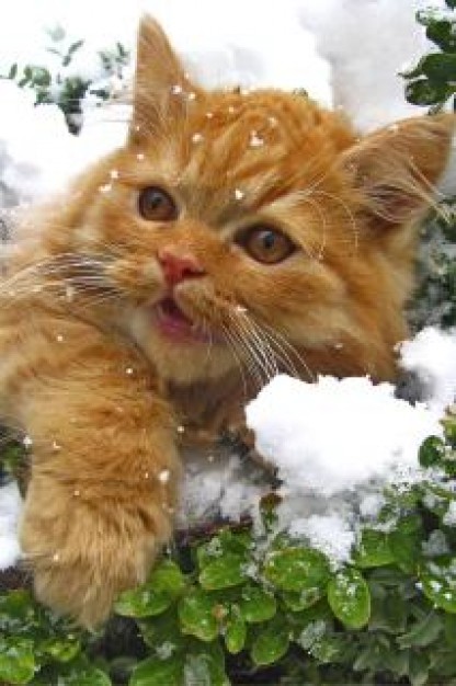 Orange cat playing in snow and grass