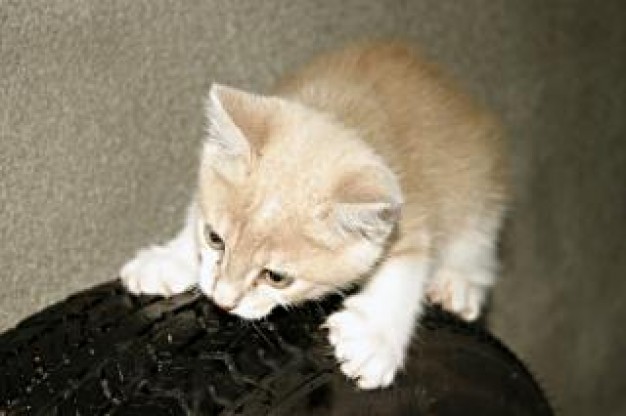 orange kitten pet climbing up wheel