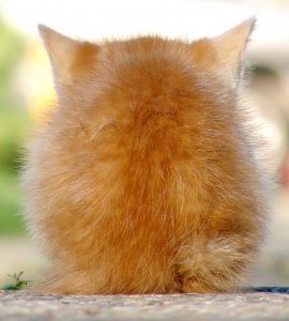 orange kitty rear view with light brown feather