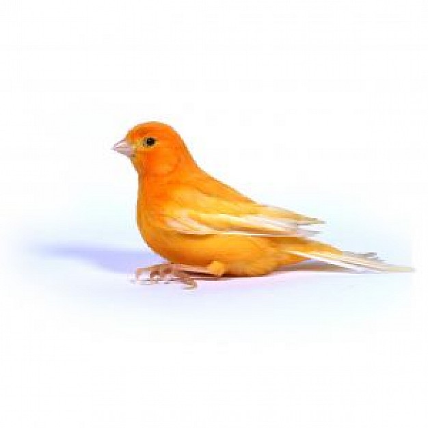 Orange ocellet bird side view