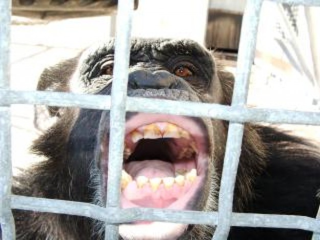 orangutan say ahhhhh in web