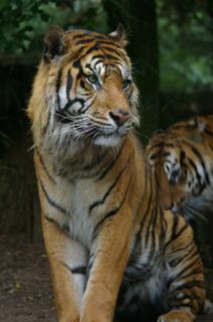 Oregon State tiger Carnivore cat about forest life