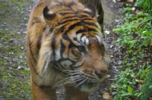 Oregon State University tiger Carnivore cat about forest animal