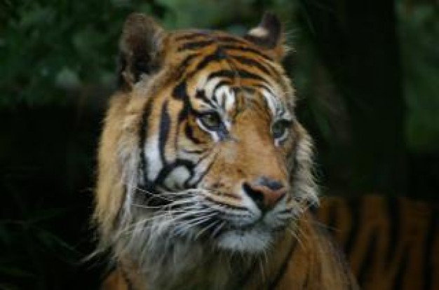 Oregon tiger Carnivore rare about Yellowstone National Park Lion