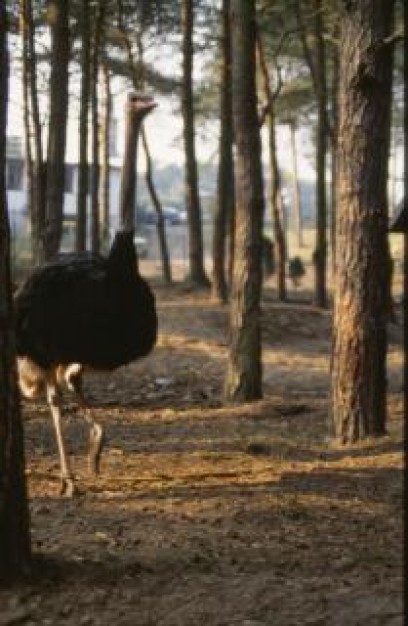ostrich bird walking in forest with woods