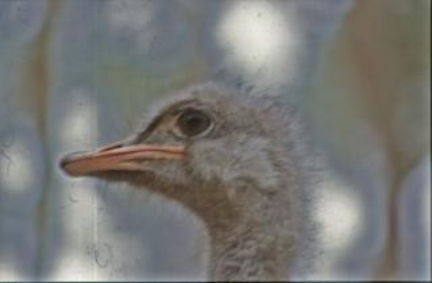 Ostrich South Africa bird about Oudtshoorn Africa