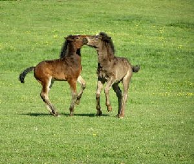 other little horses play at green grass