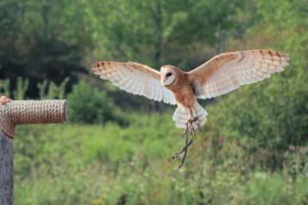 Owl Flying and Attack that animal shots