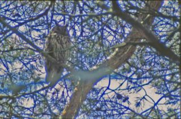 owl stopping on branches
