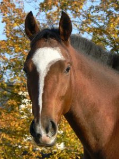 Palliative care horse life photo about forest life