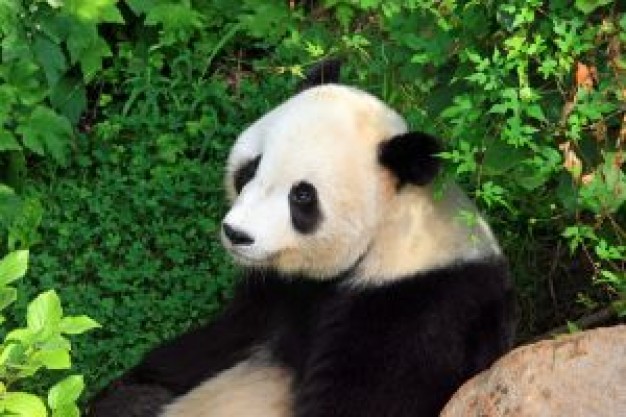 panda bear sitting in the green nature