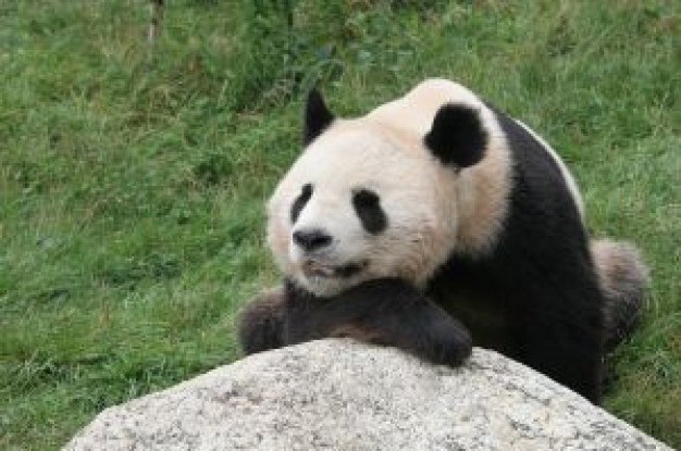panda resting on a rock with grass background