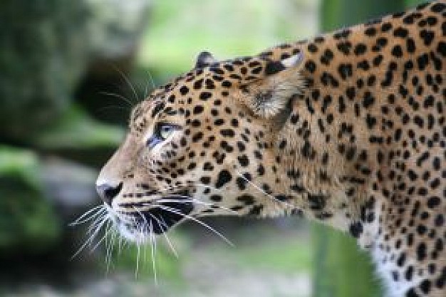 panther in side view close up about forest animal