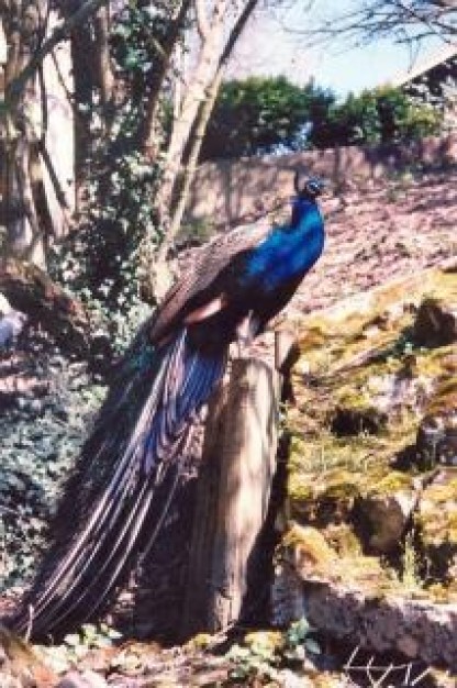 paon peacock standing on branch in forest