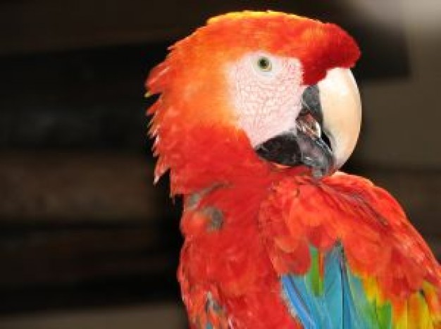 parrot birds in brazil with red feather