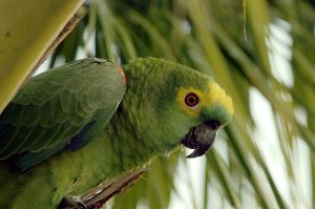 parrot with green feathers and tree at back