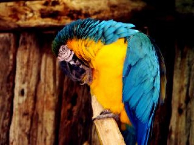 Parrot your Bird colourful about United States Pets