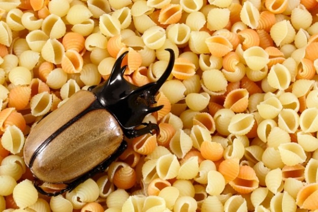 pasta beetle clawling on the Pasta food
