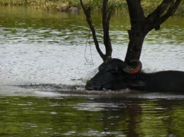 peace resting in shades of tree in middle of river