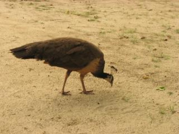 peacock bird animal walking at sand beach