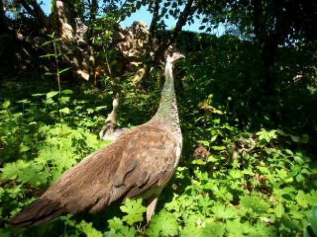 peacock bird walking at grass in back view