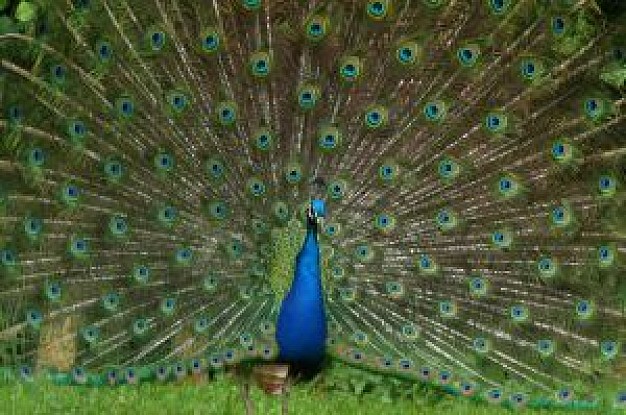 peacock opening feather