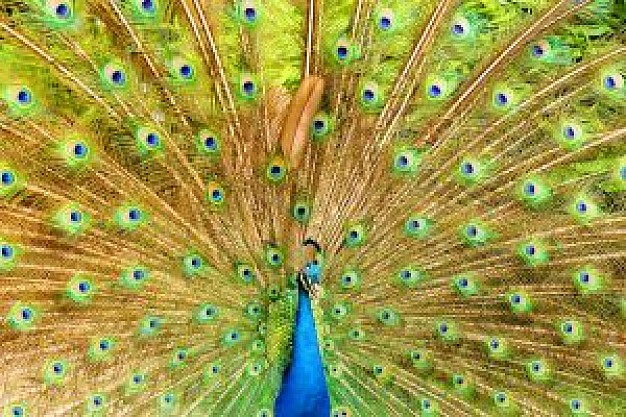peacock opening great colorful feathers