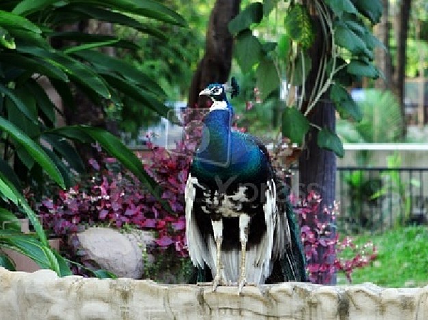peacoco of animal exotic zoo sitting over garden background