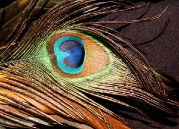 Peafowl peacock Feather like eye diamond about Bird Galliformes India Burma Biology
