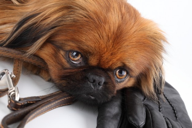 pekinese dog feature groveling on glove