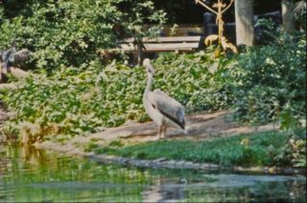 pelican bird pelican resting at side of river