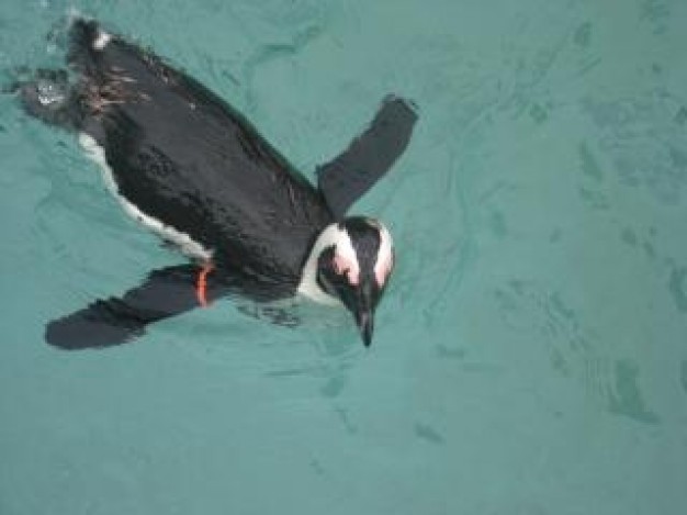 Penguin Little Penguin black about Biology water