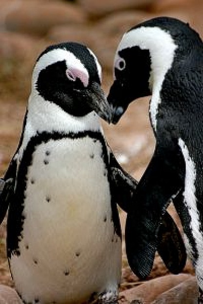 penguin love with brown background