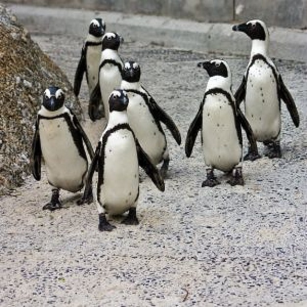 penguin posse group standing at beach