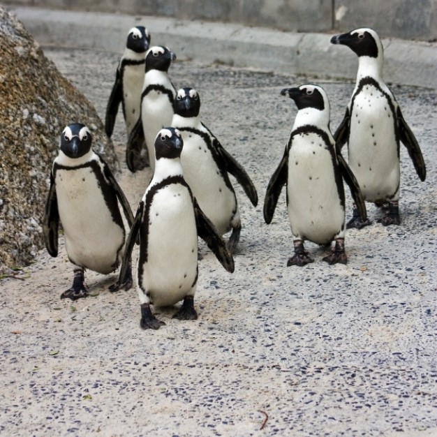 penguin posse walking at grit road
