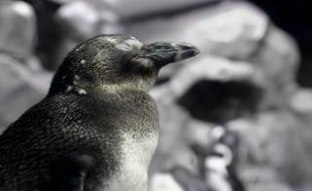 penguin with white breast in black and white