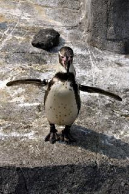 penguine opening wings walking on rock road