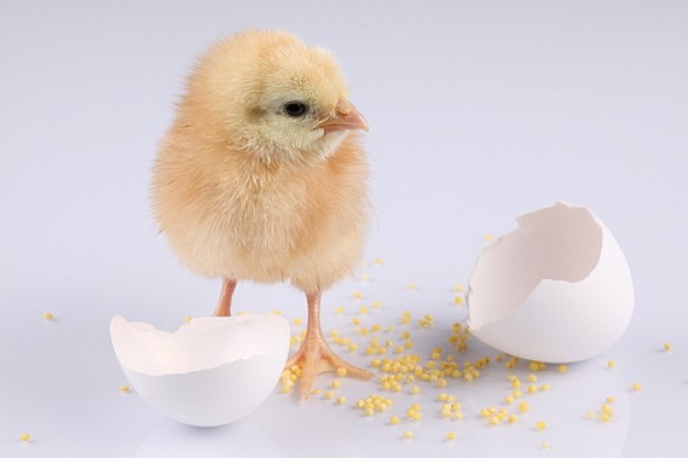 pet grain chicken breaking out eggshell