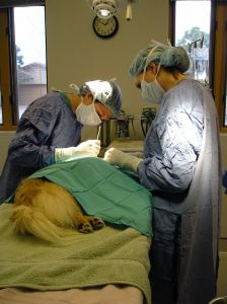 pet surgery in pet hospital