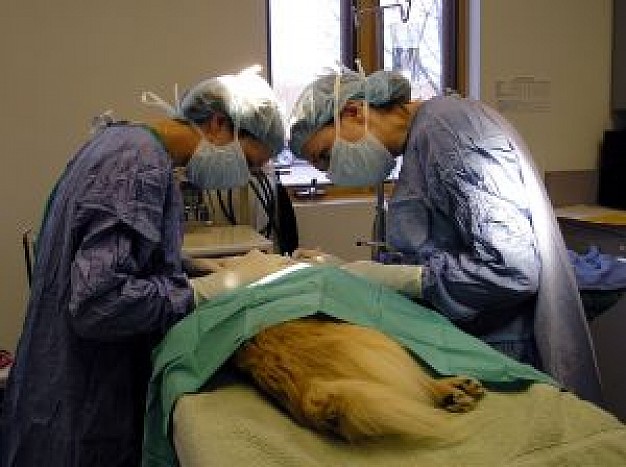 pet surgery operation