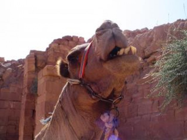 Petra Jordan camel and Tourist about Middle East Bedouin