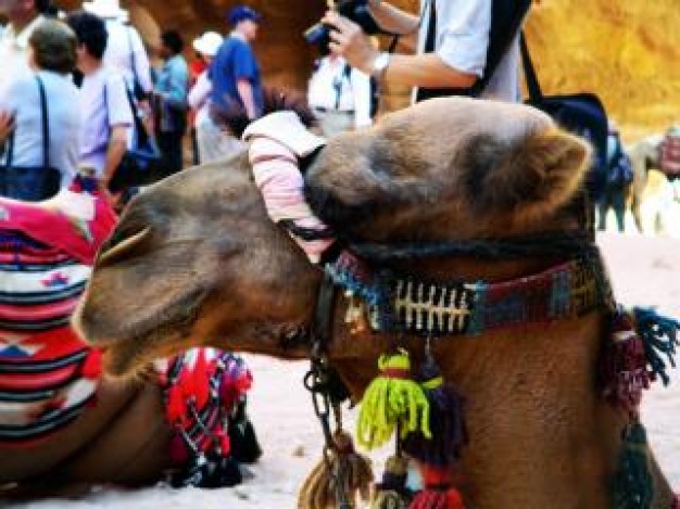 Petra Jordan camel travel street about Middle East Bedouin