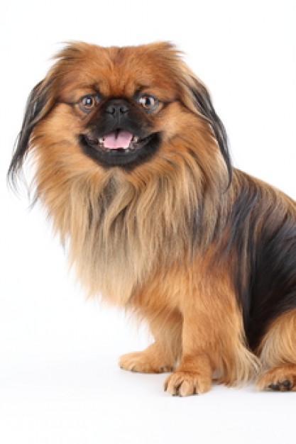 pets canine dog pekingese in front view