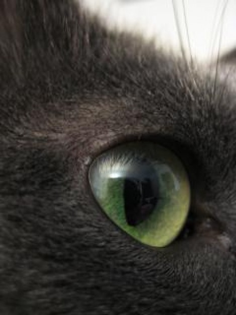 Pets cats Recreation eye gray about Gray Human hair color