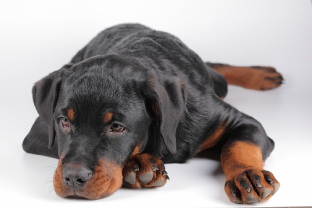 pets rottweiler pet puppy  lying prone the floor