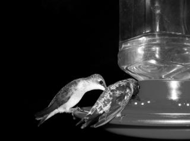 Photography birds Arts about Black-and-white Photographers