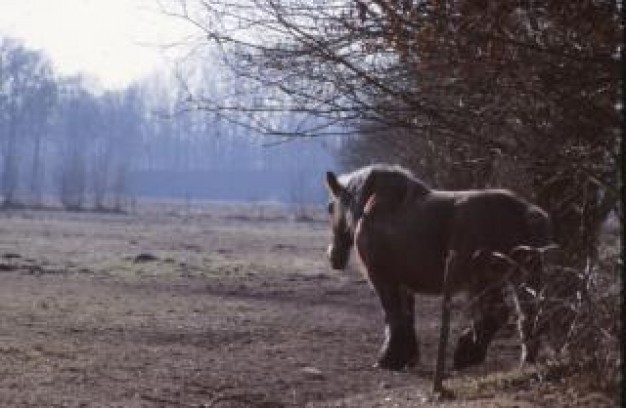 Photography horse farming landscape about forest Landscape