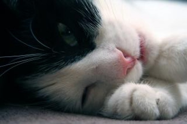 Photography sleeping cat animal about Photographers Art