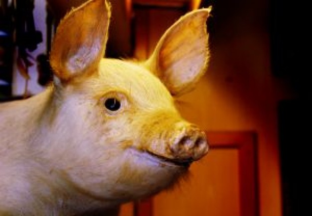 pig babe close-up over indoor house background